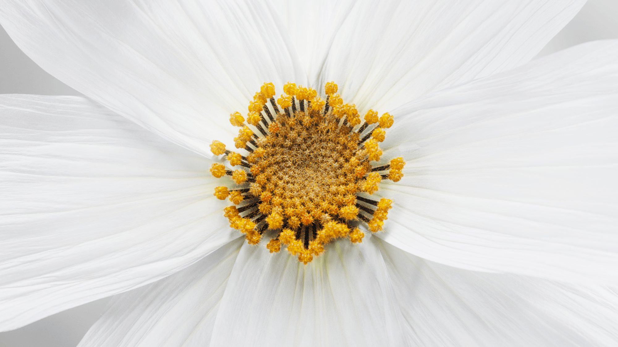 Let Extraordinary Takeover